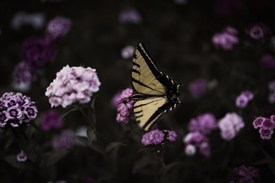 黑脉金斑蝶在粉红色花瓣的花
